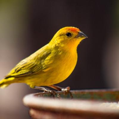 Canaries