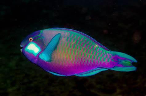 Fishes